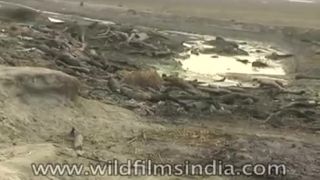 Ach ta Ganga