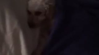 Kukáš telku a zrazu pes