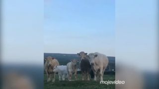 Čo tá krava stvára?