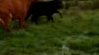 Heavy Metal Farmár
