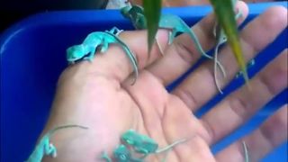 Malý chameleón