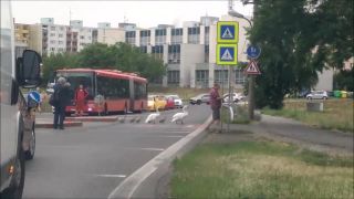 Netradičná rodinka na priechode pre chodcov(Bratislava)