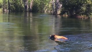 Plávaj maco, plávaj! (Yosemitský národný park)