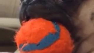 Hej ! tú loptičku som si strčil do trenírok !