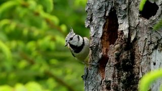 Sýkorka chochlatá 2017-06-13 (Lophophanes cristatus)