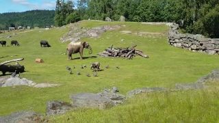 Sloníča trochu ponaháňalo vo výbehu vtáky