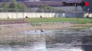 Romantické plávanie s labuťou (Rusko)