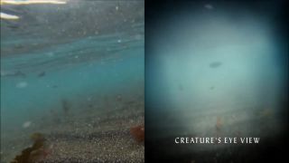 Kozmos, časopriestorová odysea - evolučný vývin oka