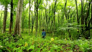Zakázaná a Neznáma Planina Dolný Vrch - Kórejský film
