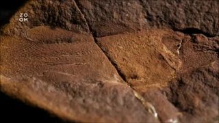 Ryba v nás - Tiktaalik