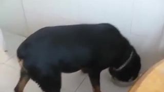 Tento rotvajler znie úplne ako DMX