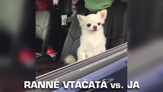 Ranné vtáčatá vs. ja!