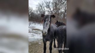 Kanadský žart kanadskej farmárky