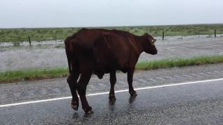 Všetko bude ok! (Hurikán Harvey)