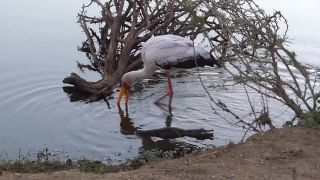 Bocian zostal v miernom šoku (Krugerov národný park)