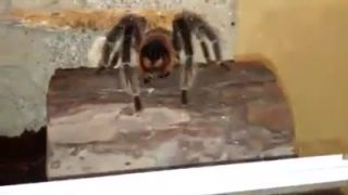 Lasiodora parahybana adult