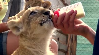 Hladkacia zoo pri Liptovskom Mikuláši (Zookontakt)