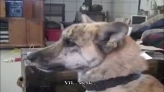 Slova ktore nechce počuť žiaden pes