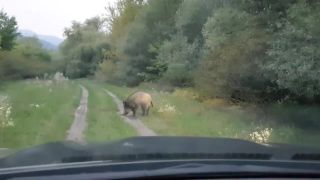 "Nepríjemné" stretnutie so statným diviakom (Maďarsko)