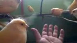 REFLEXIA DUŠE - príjme vtáčik aj vašu ruku dôvery