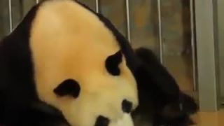 Pôrod Pandy videl málo kto