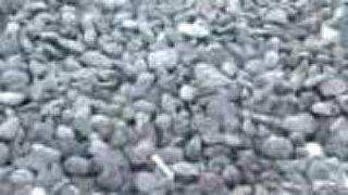 Army - poslušnosť