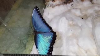 Motýľ s prekrásnymi modrými krídlami (Morpho helenor)