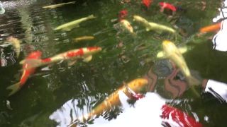 Jazierko s koi kaprami (Bangkok)