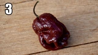 TOP 5 - Nejpálivějších papriček na světě