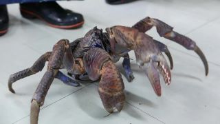 Príprava japonskej špeciality -
 krab palmový