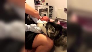 Husky víta nového člena rodiny