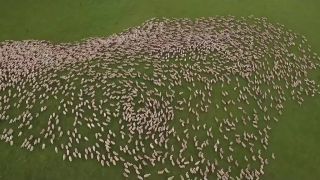 Práca novozélandských farmárov z vtáčej perspektívy