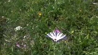Pán prsteňov a prsteň pánov - spomienka na leto
