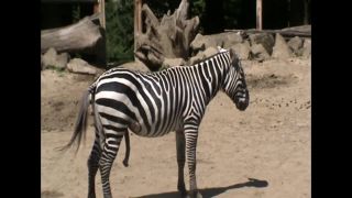 Kajšmetke - Zebra