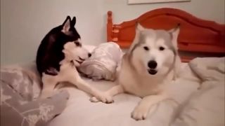 Keď sa poháda malamut a husky