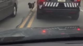Divoký moriak vs. policajné auto
