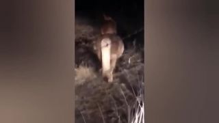 Corgi sa rozhodol, že osedlá koníka