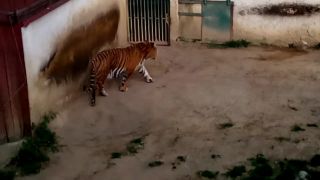 Prepnutý tiger
