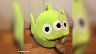 Keď chce mačka zostať v teple (Japonsko)