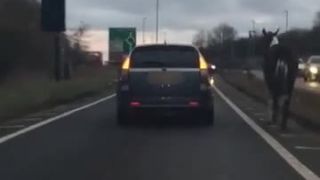 Iba vyvenčím tohto koňa