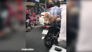 So sebou si berie celú psiu rodinu! (Vietnam)