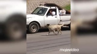 Predstavujeme vám "brazílskeho kapoteriéra"
