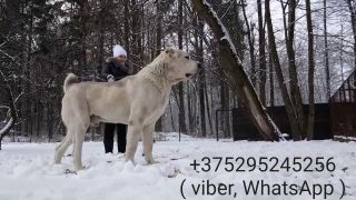 Obrovsky pes vážiaci 115 kilogramov (Bielorusko)
