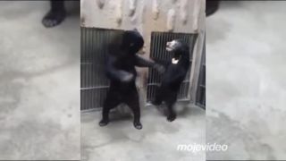 Nielen pandy ovládajú kung fu