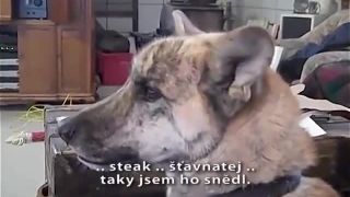 Majitel hovori psovi o jedle