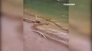 Žubrienky migrujú hore prúdom