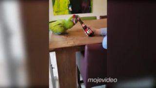 Konečne dobre vychovaný papagáj (Belgicko)