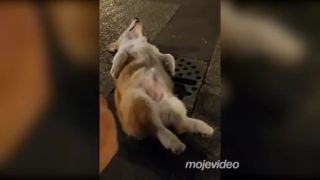 Corgi, ktorému bol celý svet ukradnutý! (Čína)