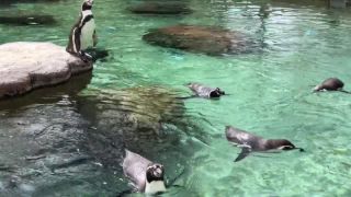 Tučnici majú pohodu (Zoo Drážďany)