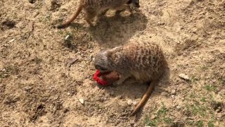 Surikaty (Zoo Drážďany)